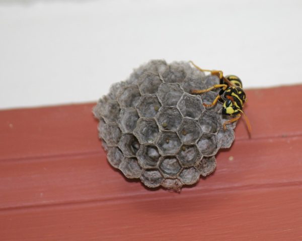 wasp spray from a distance