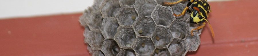 wasp spray from a distance